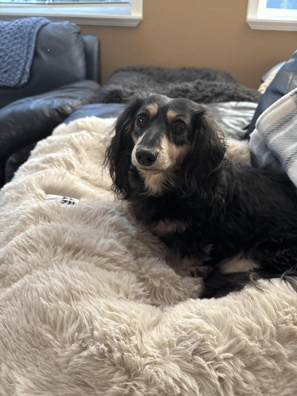 FUNNY FUZZY Dog Couch Bed, Calming Small Dog Sofa Bed Cover Washable