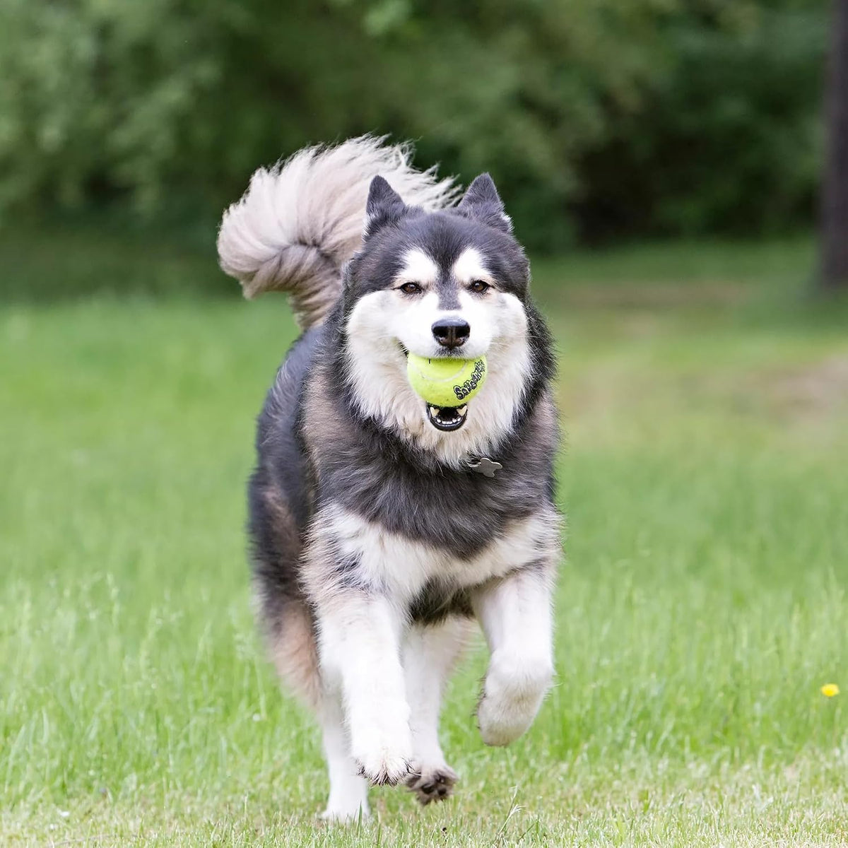KONG Air Dog SqueakAir Dog Toy Tennis Balls, Medium (6 Pack)