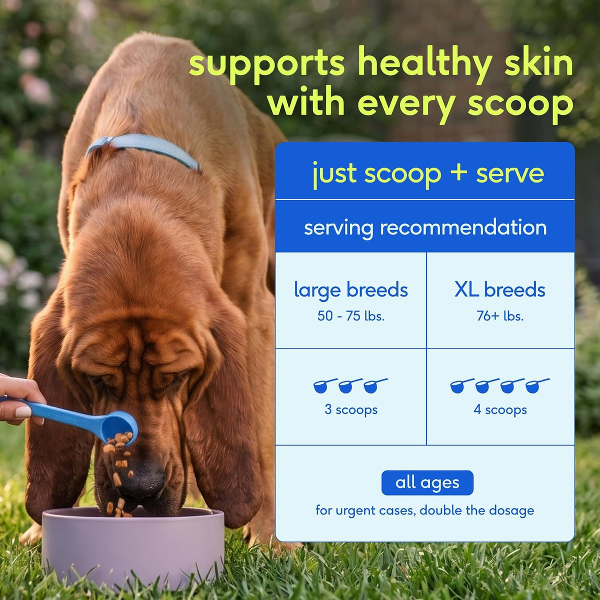 Native Pet Itchy Skin - Dog Itching Skin Relief - Vet-Formulated Gut-Skin Support, Seasonal Allergies, Healthy Skin Barrier - 120 Scoops