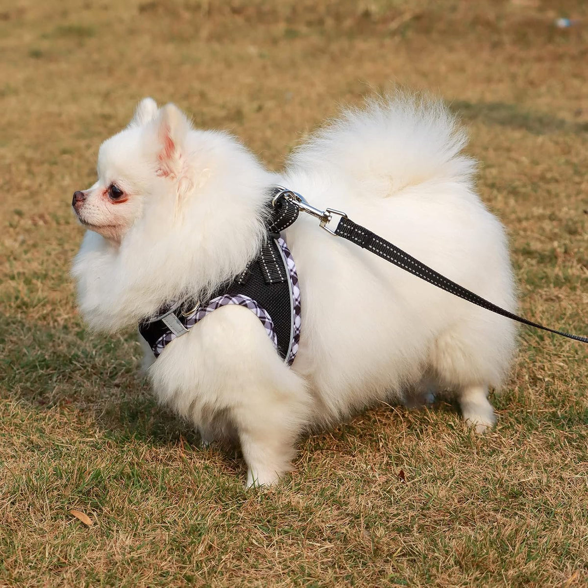 AMTOR Small Dog Harness with Leash Set, No Escape Easy Walk Puppy Harnesses for Training Walking, Step-in Reflective Soft Dogs Vest for XS S Medium Extra-Small Large Sized Dog(Black/GreyWhite,S)