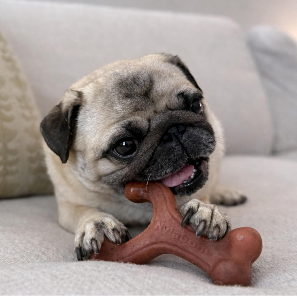 Nylabone Strong Chew Wishbone Dog Toy, Dog Toys for Aggressive Chewers | Durable chew toys for aggressive chewers, chew toy made with real bacon, small breeds up to 25 lbs, long lasting dog bone toy