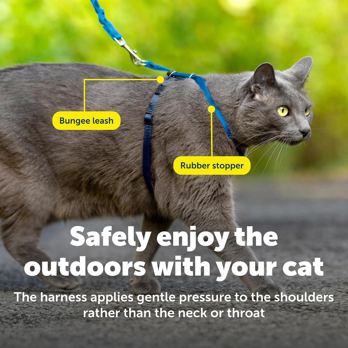 PetSafe Come with Me Kitty Harness and Bungee Cat Leash, Royal Blue, Large
