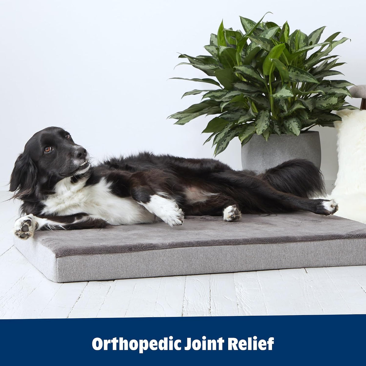 BarkBox Orthopedic Dog Bed - XXL