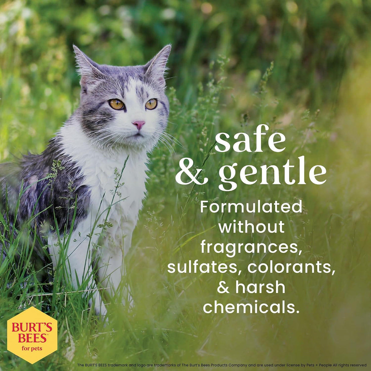 Burts Bees for Pets Cat Dander Remover Wipes, Unscented, 50 Count | Colloidal oat flour and aloe soothe dry skin and reduce flaking, gentle grooming for cats and kittens 