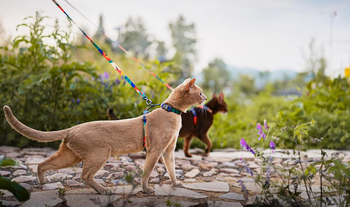 pidan Cat Harness and Leash Set, Escape Proof Adjustable Kitten Harness for Large Small Cats, Easy Use, Lightweight Soft Walking Travel Harness（Multicolor-M Size）