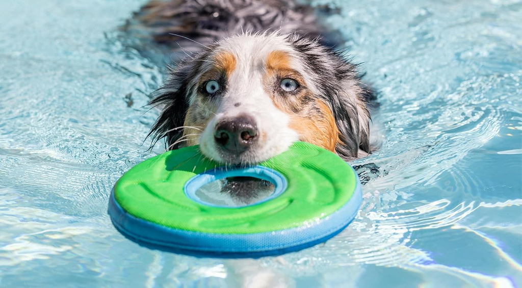 Chuckit! Amphibious ZipFlight Floating and Flying Disc Dog Toy, Medium (8.5"), Assorted Colors (Orange And Blue/Green and Blue)