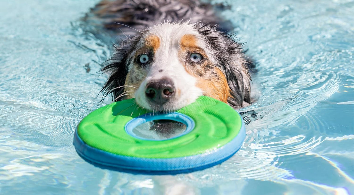 Chuckit! Amphibious ZipFlight Floating and Flying Disc Dog Toy, Medium (8.5"), Assorted Colors (Orange And Blue/Green and Blue)
