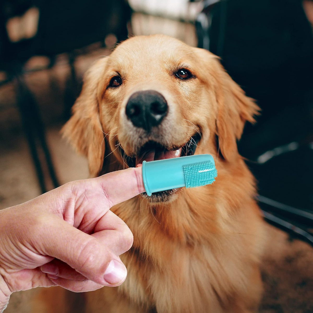 Professional Dog Finger Toothbrush by H&H Pets,Pack of 4 