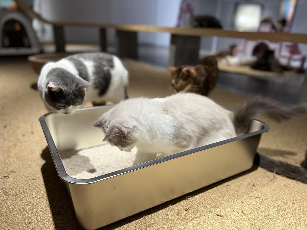 Stainless Steel Cat Litter Box, Large Metal Litter Box 23.5" Lx15.5 Wx6 H