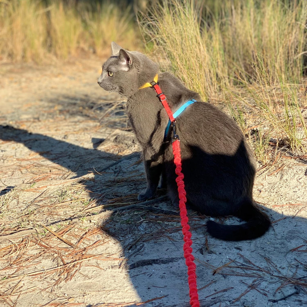 Travel Cat Harness and Bungee Leash Set - 2 in 1 Adjustable Escape Proof Cat Harness & Leash for Small, Medium, Large Cats, Kitten - Safe H-Style Cat Leash Harness for Outdoor Walking (Color Block)
