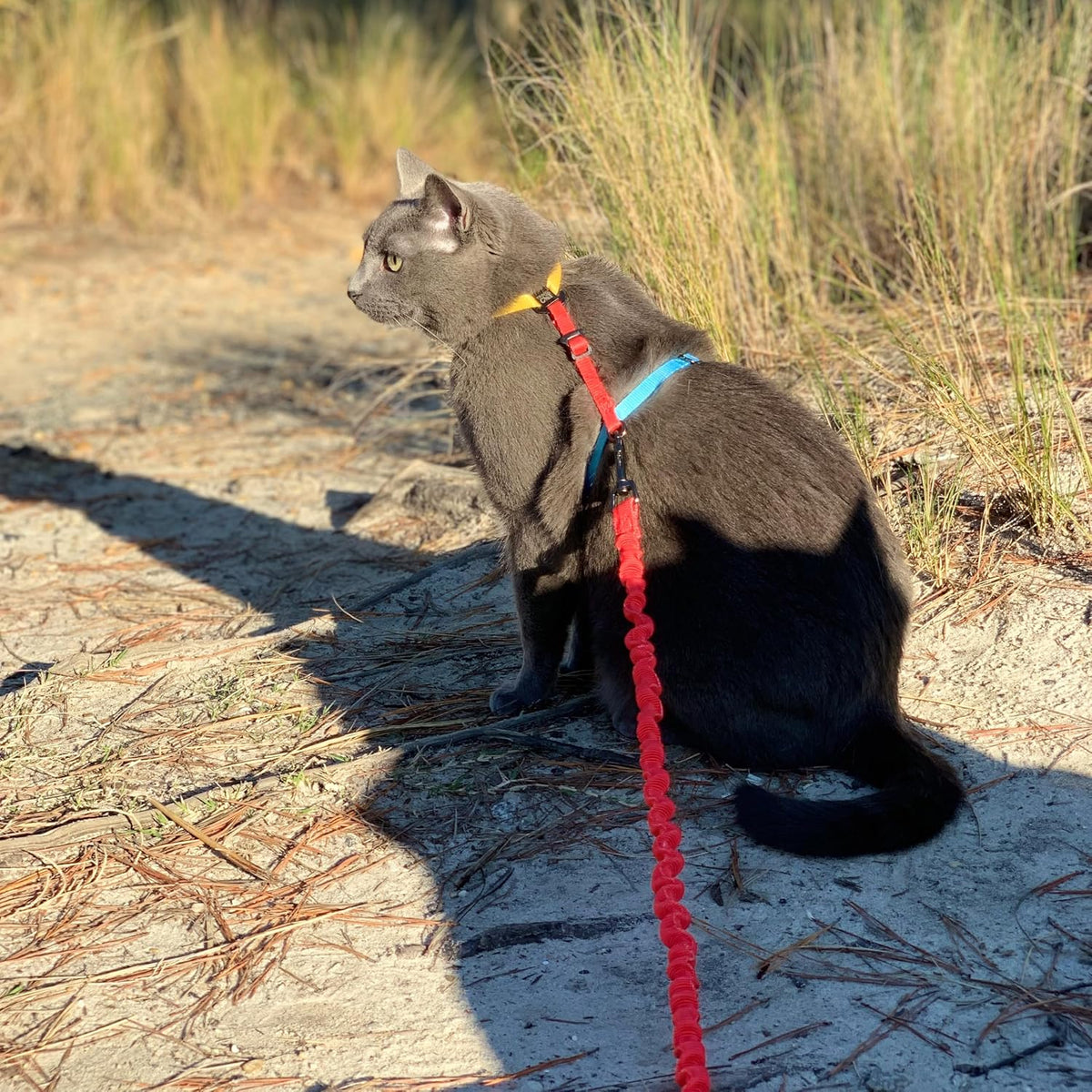 Travel Cat Harness and Bungee Leash Set - 2 in 1 Adjustable Escape Proof Cat Harness & Leash for Small, Medium, Large Cats, Kitten - Safe H-Style Cat Leash Harness for Outdoor Walking (Color Block)