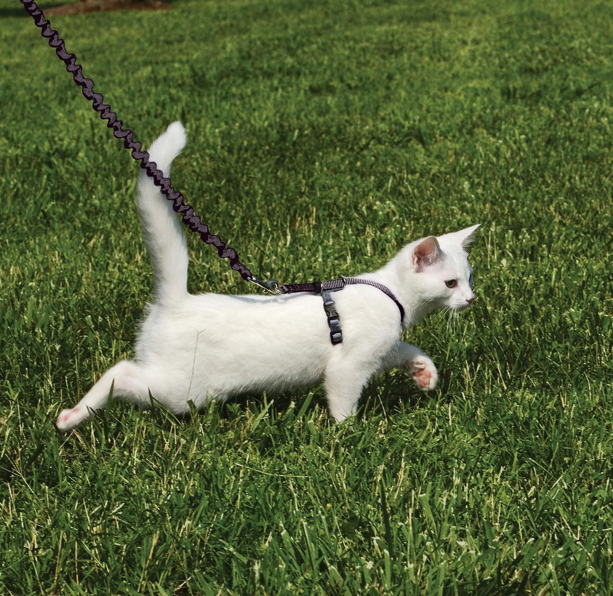 PetSafe Come with Me Kitty Harness and Bungee Cat Leash, Black, Small