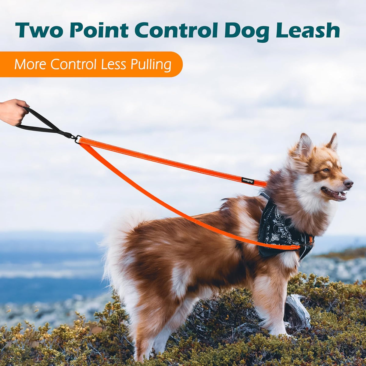 PetBonus Two Point Control Dog Leash, No Tangle Training Walking Leashes