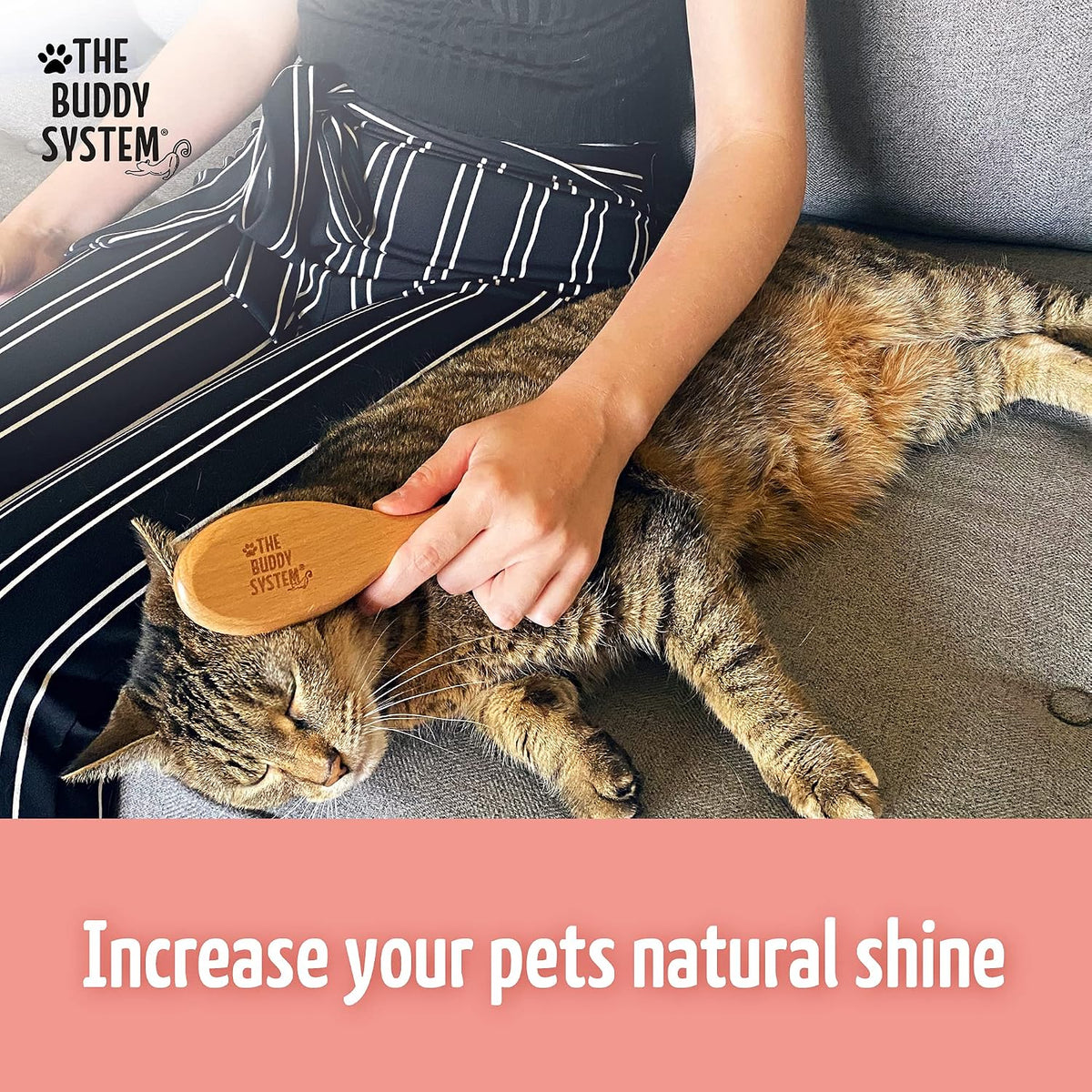 The Buddy System - Soft Cat Brush with Boar Bristles, 1 Pack | Cat brush with wooden handle, daily grooming pet brush, reduce shedding and gives coat a healthy shine - boar bristles 