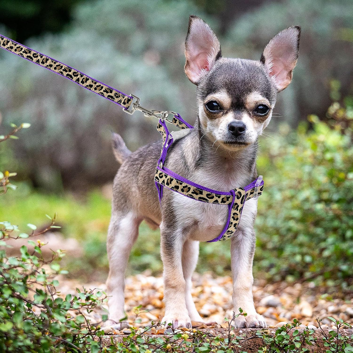 Mile High Life Leopard Dog Harness Collar Leash Set, Adjustable No Pull Dog Halter Harness for Small Breed Dogs, Easy Control for Training Walking (Purple, M Chest 15"-21", Neck 13"-17")