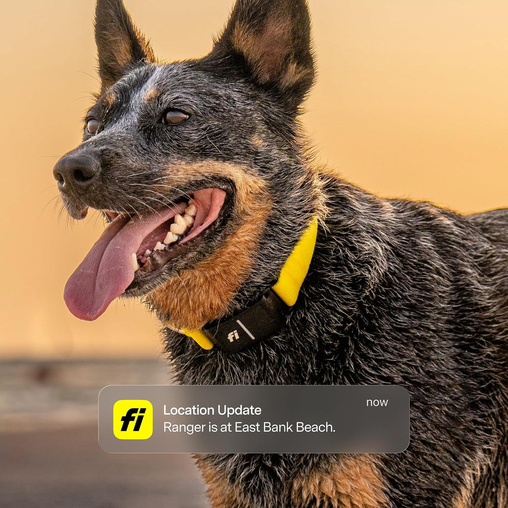 Fi Series 3+ GPS Dog Collar & Tracker, Membership Required, Yellow S