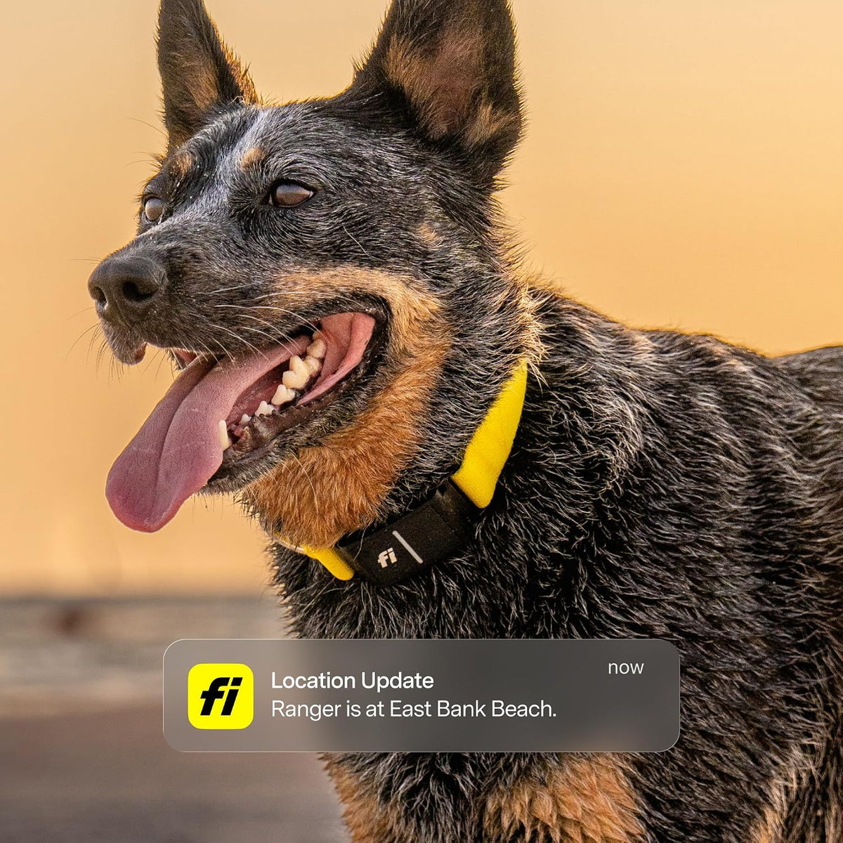 Fi Series 3+ GPS Dog Collar & Tracker, Membership Required, Blue L