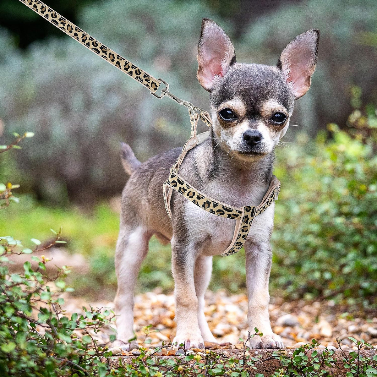Mile High Life Leopard Dog Harness Collar Leash Set, Adjustable No Pull Dog Halter Harness for Small Breed Dogs, Easy Control for Training Walking (Beige, M Chest 15"-21", Neck 13"-17")
