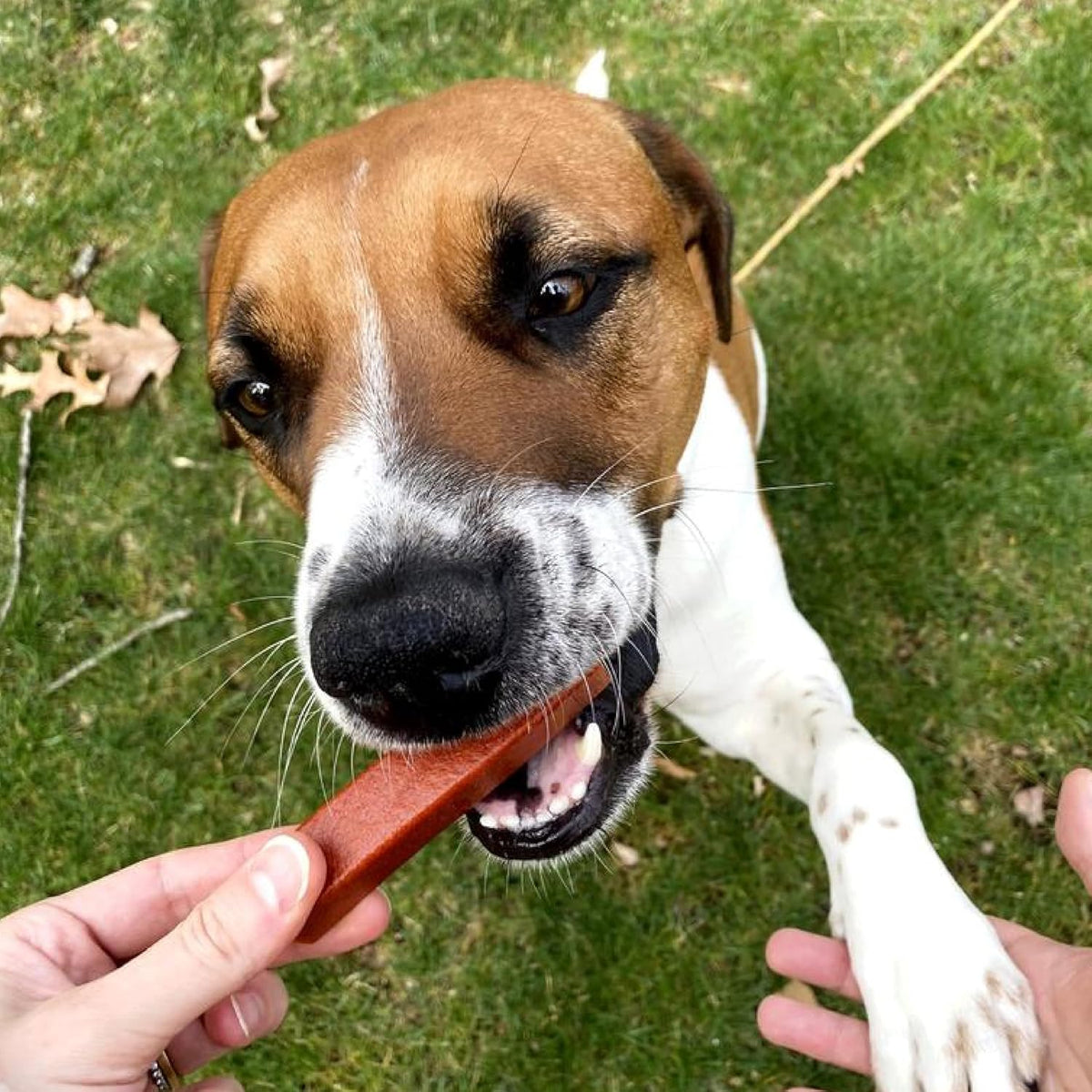 Ark Naturals Protection+ Brushless Dog Dental Treats - Large Breeds (12 ct)