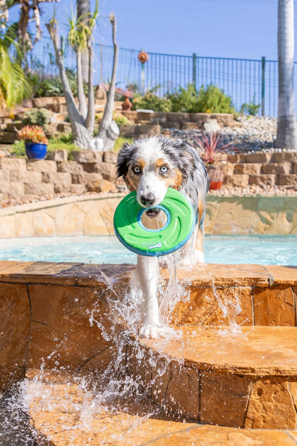 Chuckit! Amphibious ZipFlight Floating and Flying Disc Dog Toy, Medium (8.5"), Assorted Colors (Orange And Blue/Green and Blue)