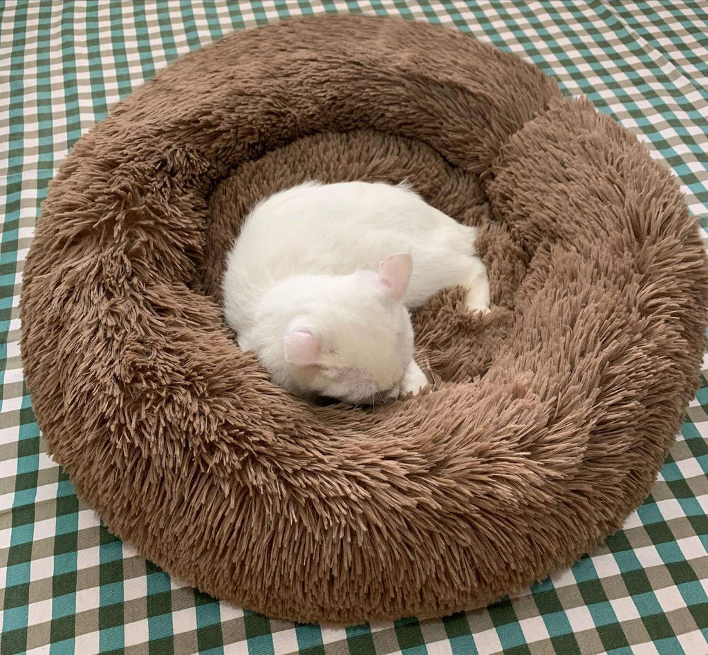 Cat Bed for Indoor Cats,Mini Plush Self Warming Kitten Bed, 20 Inch