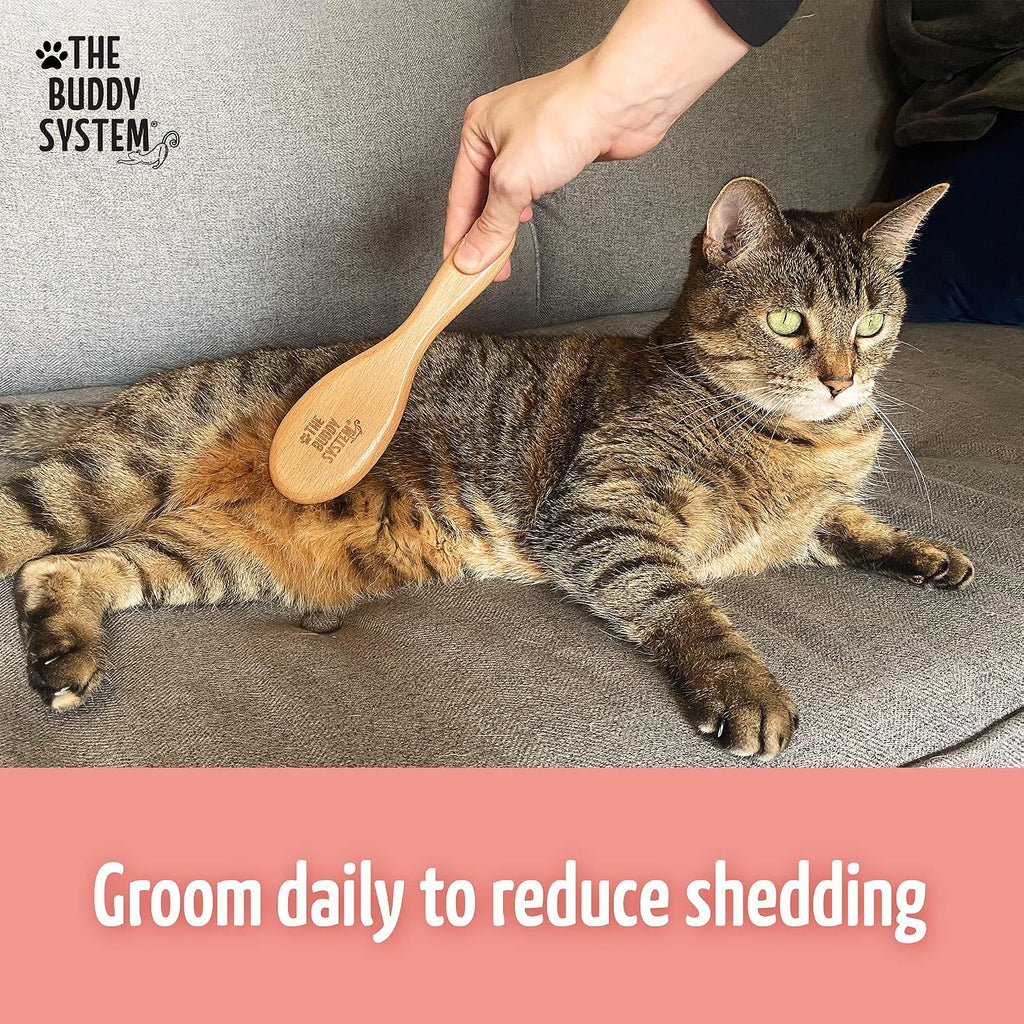 The Buddy System - Soft Cat Brush with Boar Bristles, 1 Pack | Cat brush with wooden handle, daily grooming pet brush, reduce shedding and gives coat a healthy shine - boar bristles 