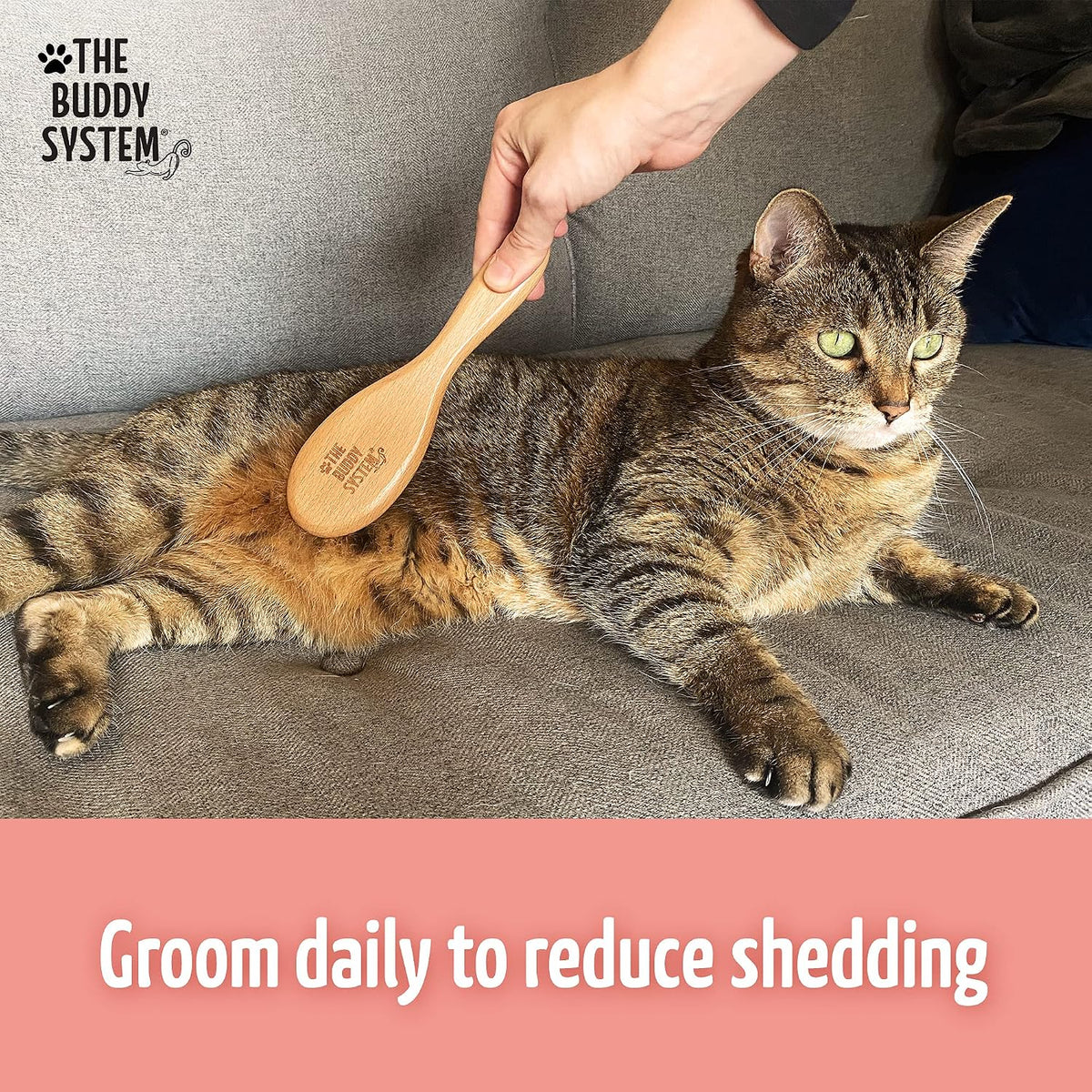 The Buddy System - Soft Cat Brush with Boar Bristles, 1 Pack | Cat brush with wooden handle, daily grooming pet brush, reduce shedding and gives coat a healthy shine - boar bristles 