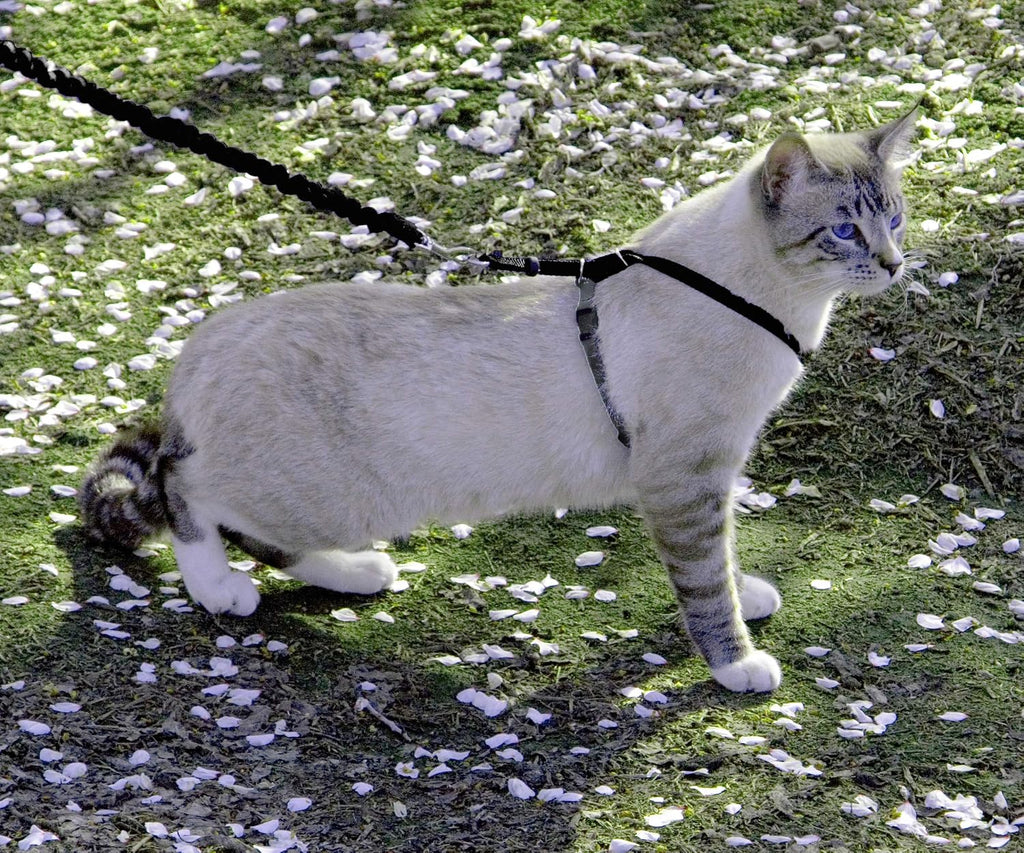 PetSafe Come With Me Kitty Harness and Bungee Leash, Harness for Cats, Medium, Black/Silver, CWMK-M-BLK