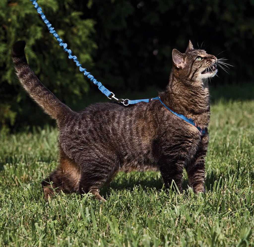 PetSafe Come with Me Kitty Harness and Bungee Cat Leash, Royal Blue, Large