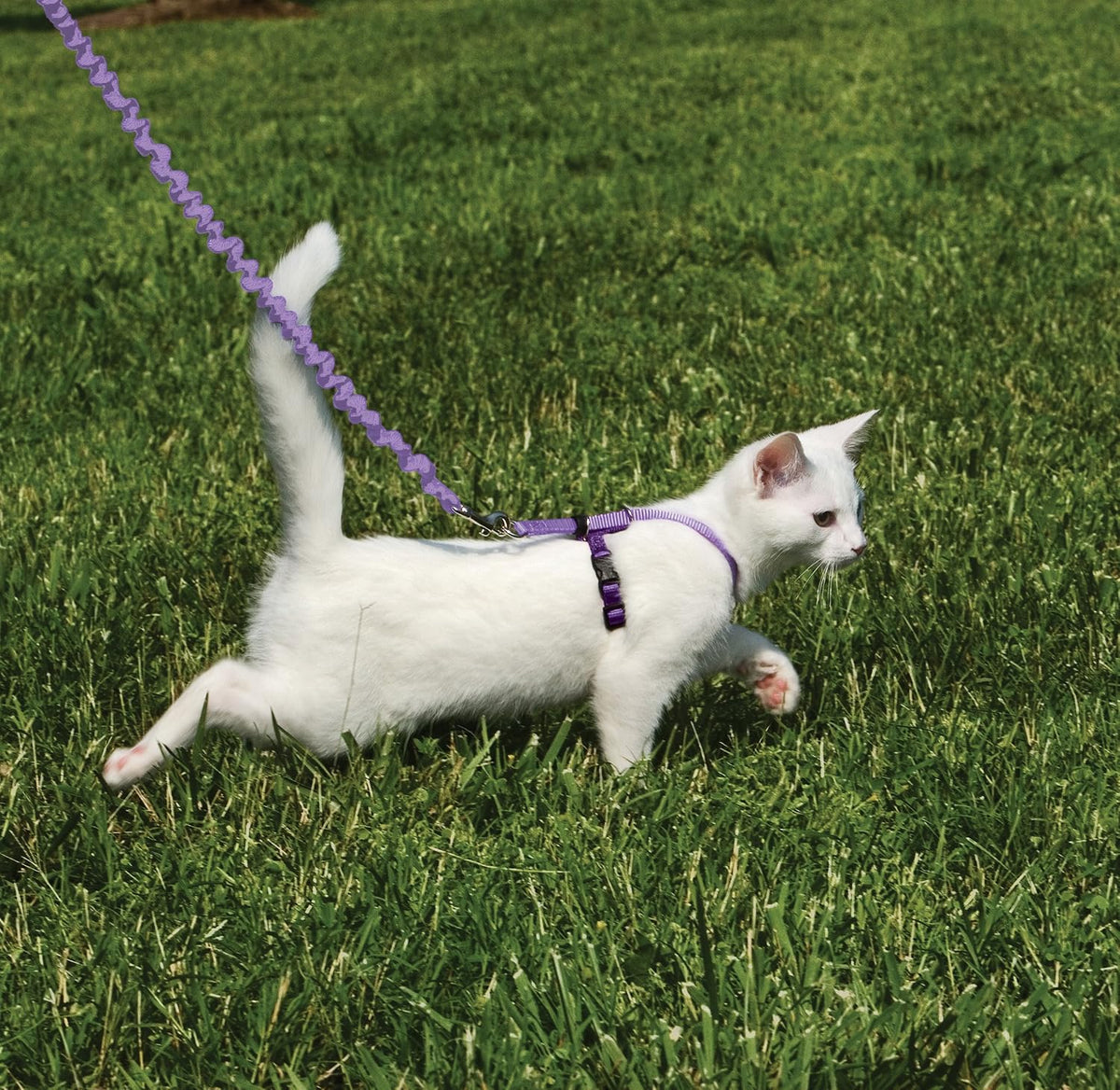 PetSafe Come with Me Kitty Harness and Bungee Cat Leash, Lilac, Small